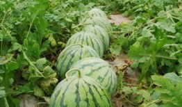 热门大瓜top10,揭秘娱乐圈风云变幻